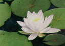 lilly1.jpg